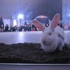 Photos: Anne Imhof Brings Big Bunnies To MoMA PS1 Today